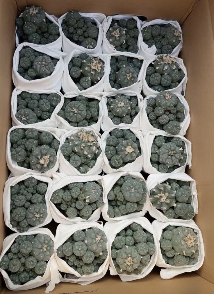 lophophorawilliamsii.eu.com