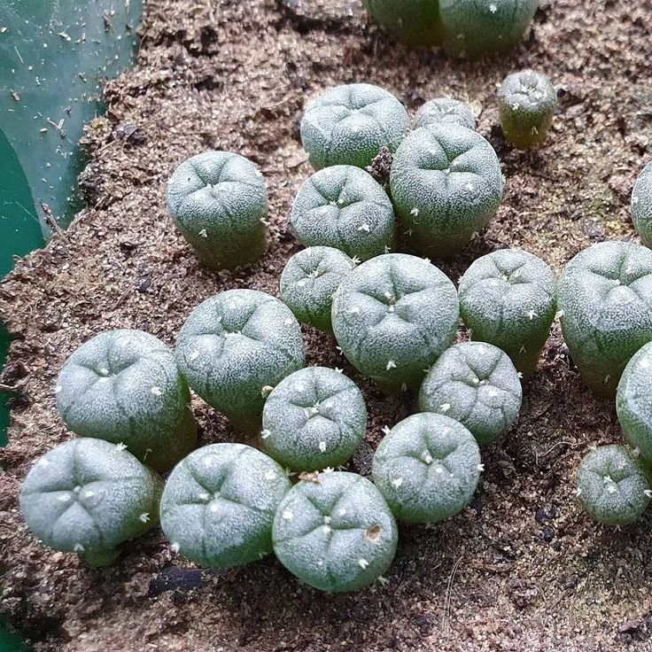 lophophorawilliamsii.eu.com