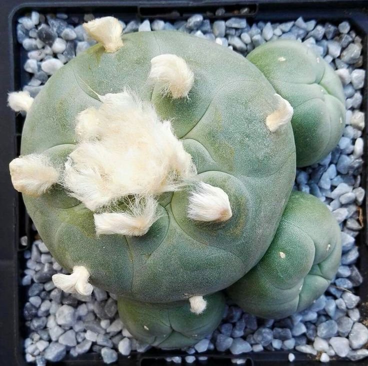 lophophorawilliamsii.eu.com