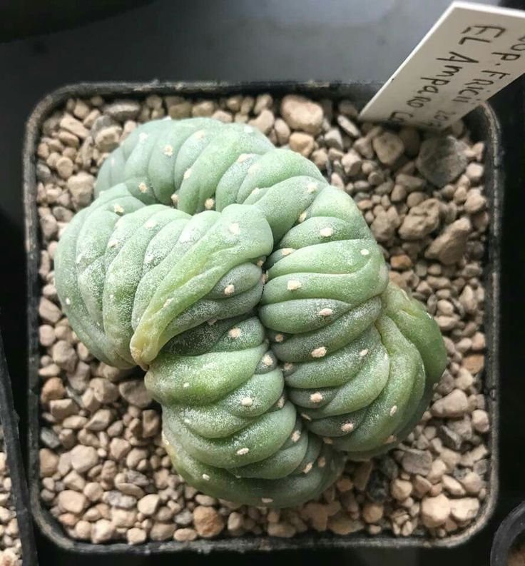 lophophorawilliamsii.eu.com/