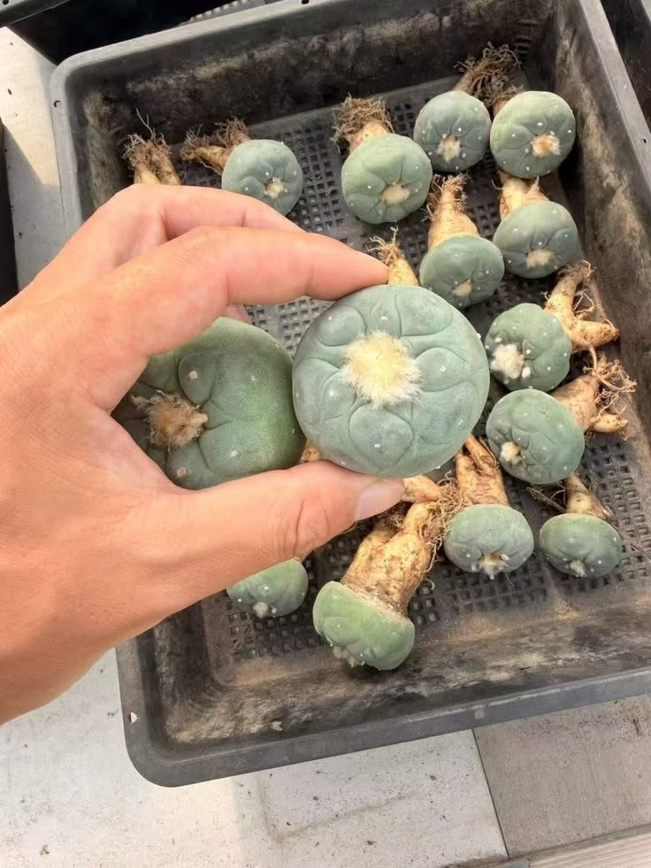 lophophorawilliamsii.eu.com lophophorawilliamsii.eu.com