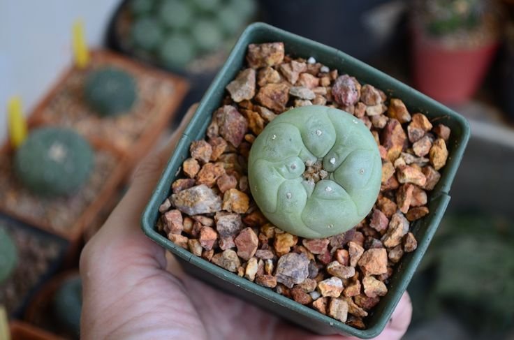 lophophorawilliamsii.eu.com