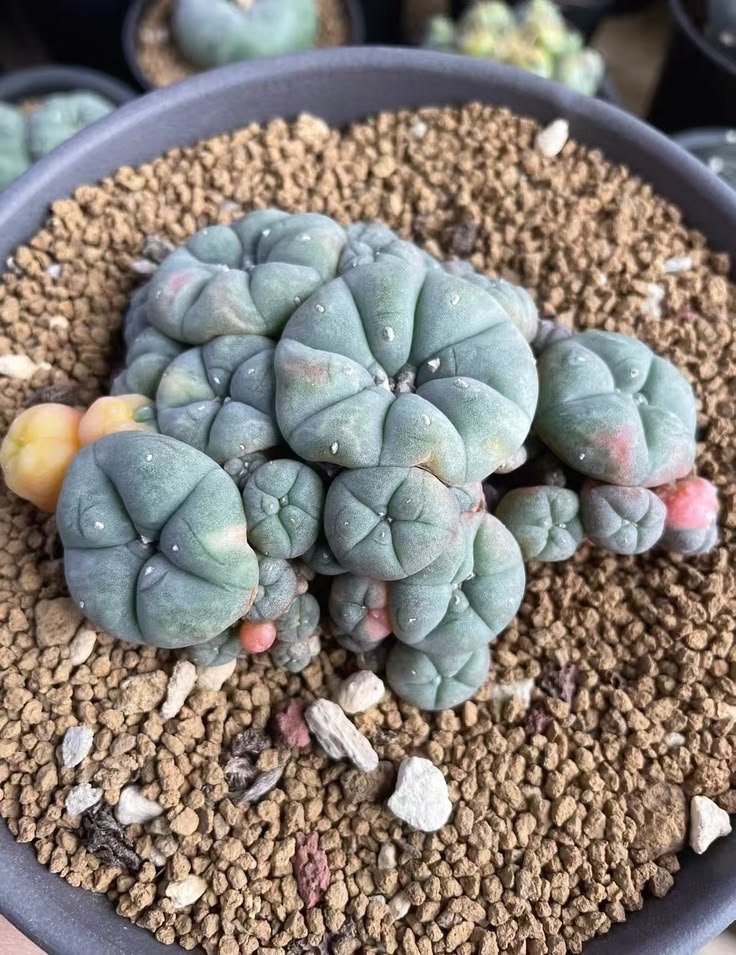 lophophorawilliamsii.eu.com