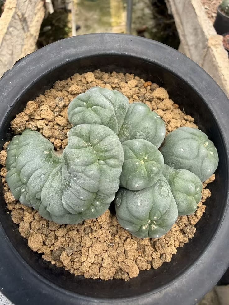 lophophorawilliamsii.eu.com