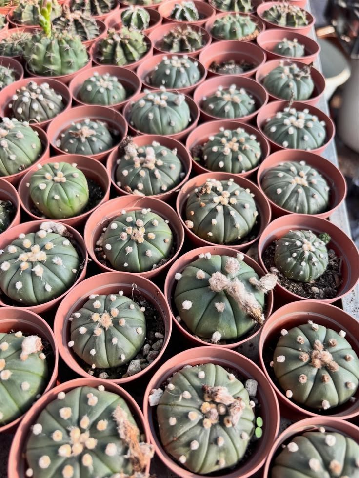 lophophorawilliamsii.eu.com