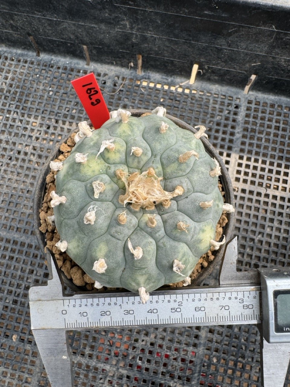 Lophophora Williamsii Variegata 7-8 cm