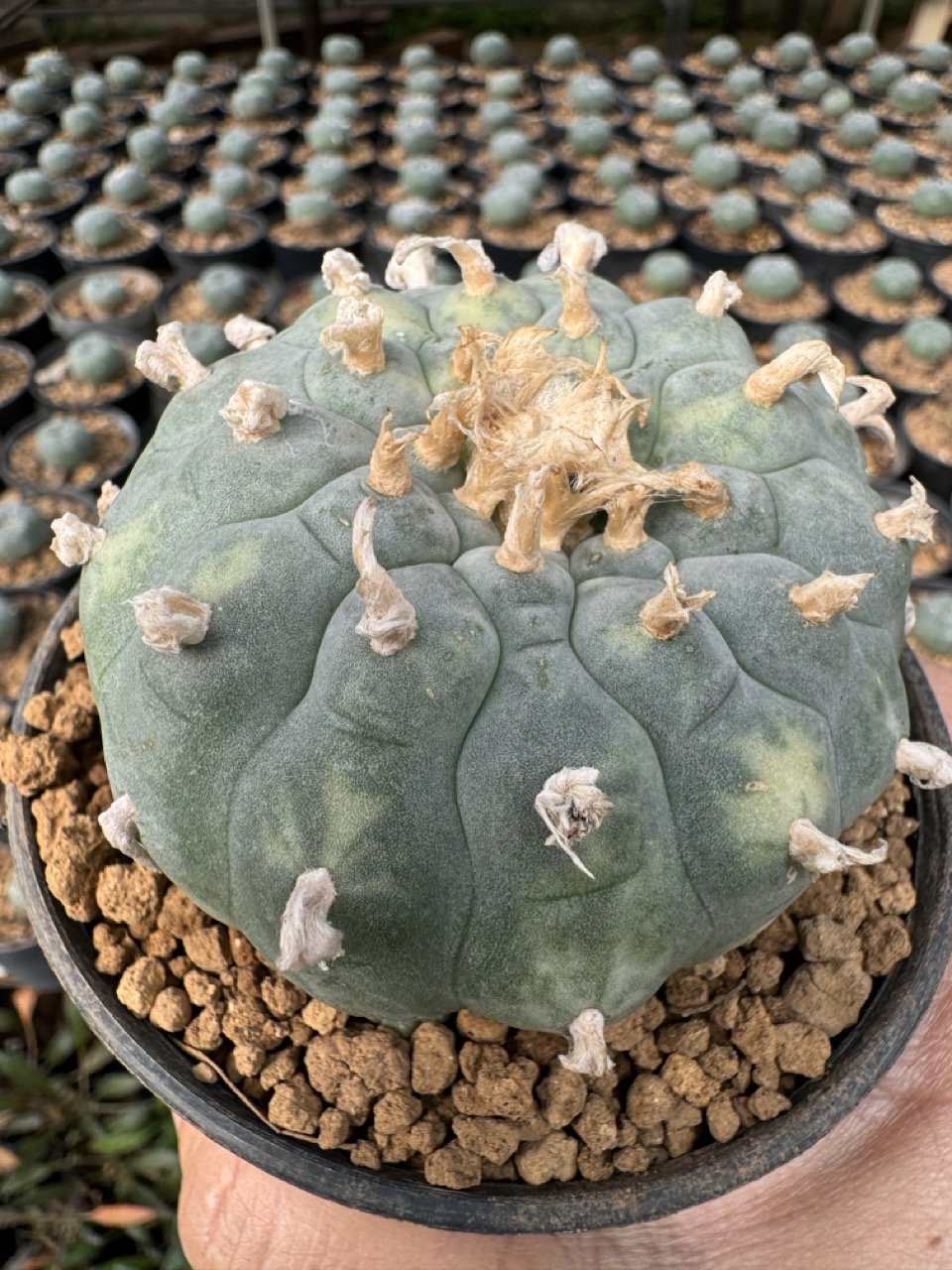 Lophophora Williamsii Variegata 7-8 cm