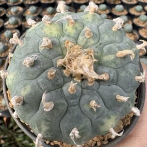Lophophora Williamsii Variegata 7-8 cm