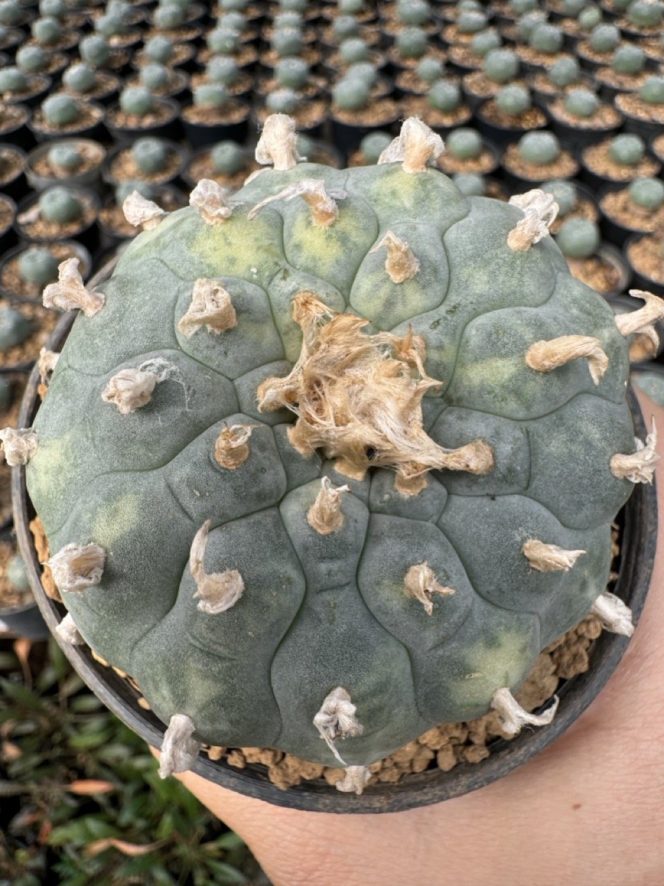 Lophophora Williamsii Variegata 7-8 cm