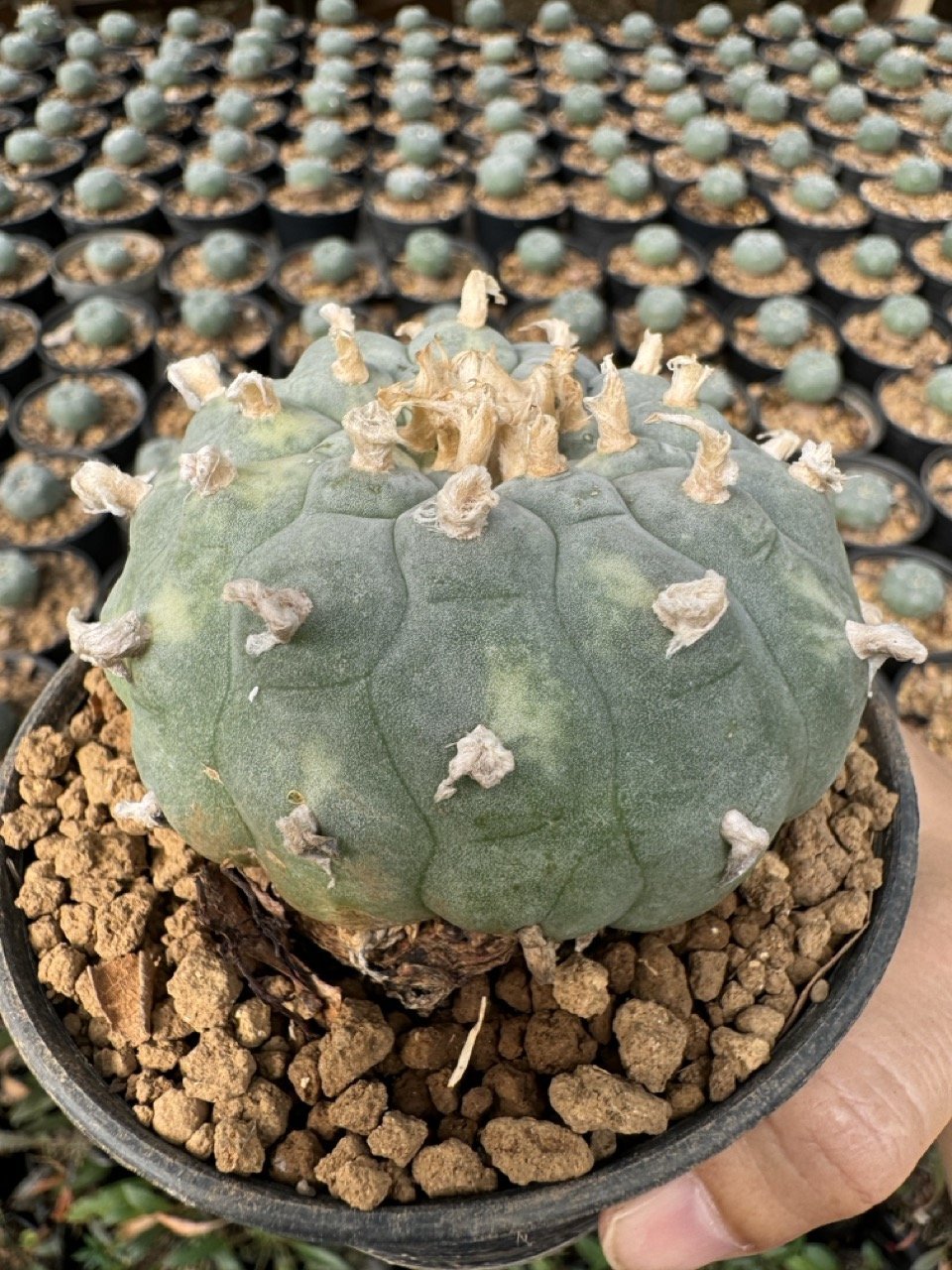 Lophophora Williamsii Variegata 7-8 cm