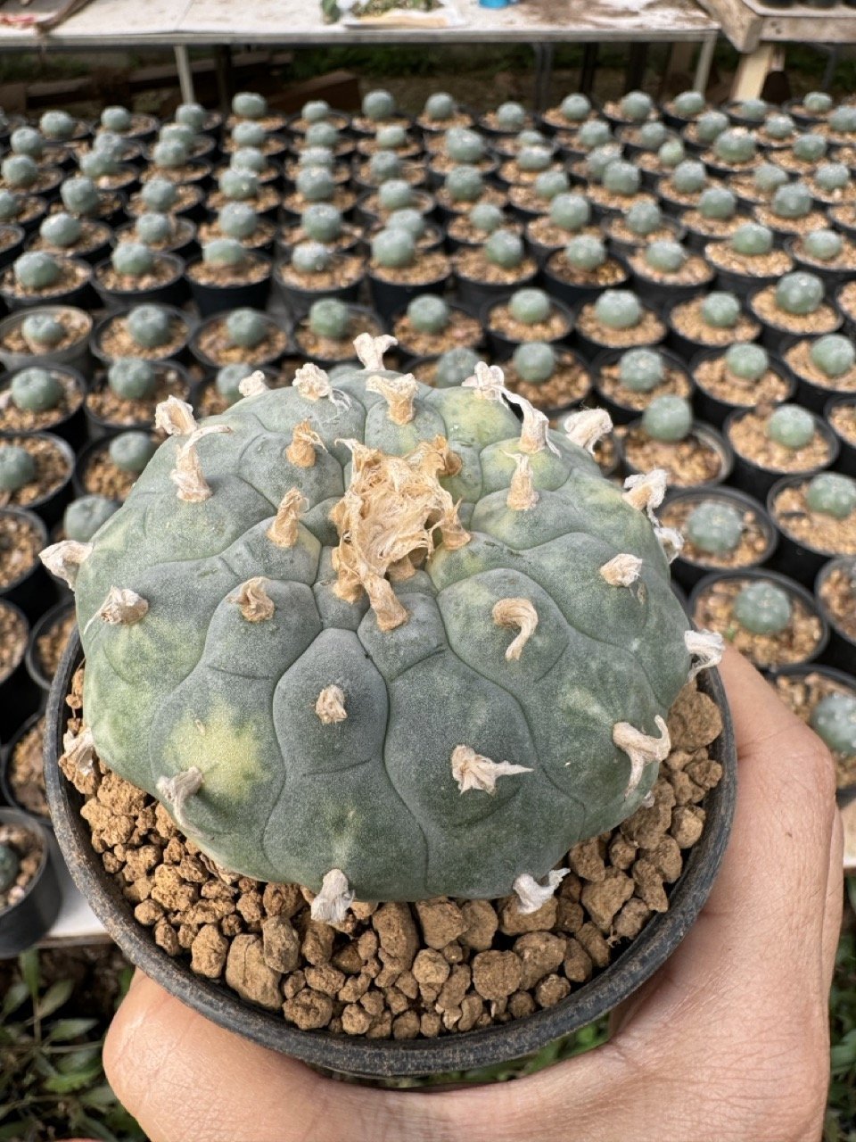 Lophophora Williamsii Variegata 7-8 cm