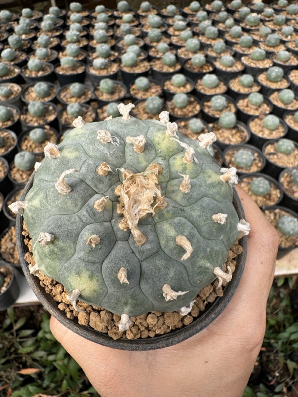 Lophophora Williamsii Variegata 7-8 cm
