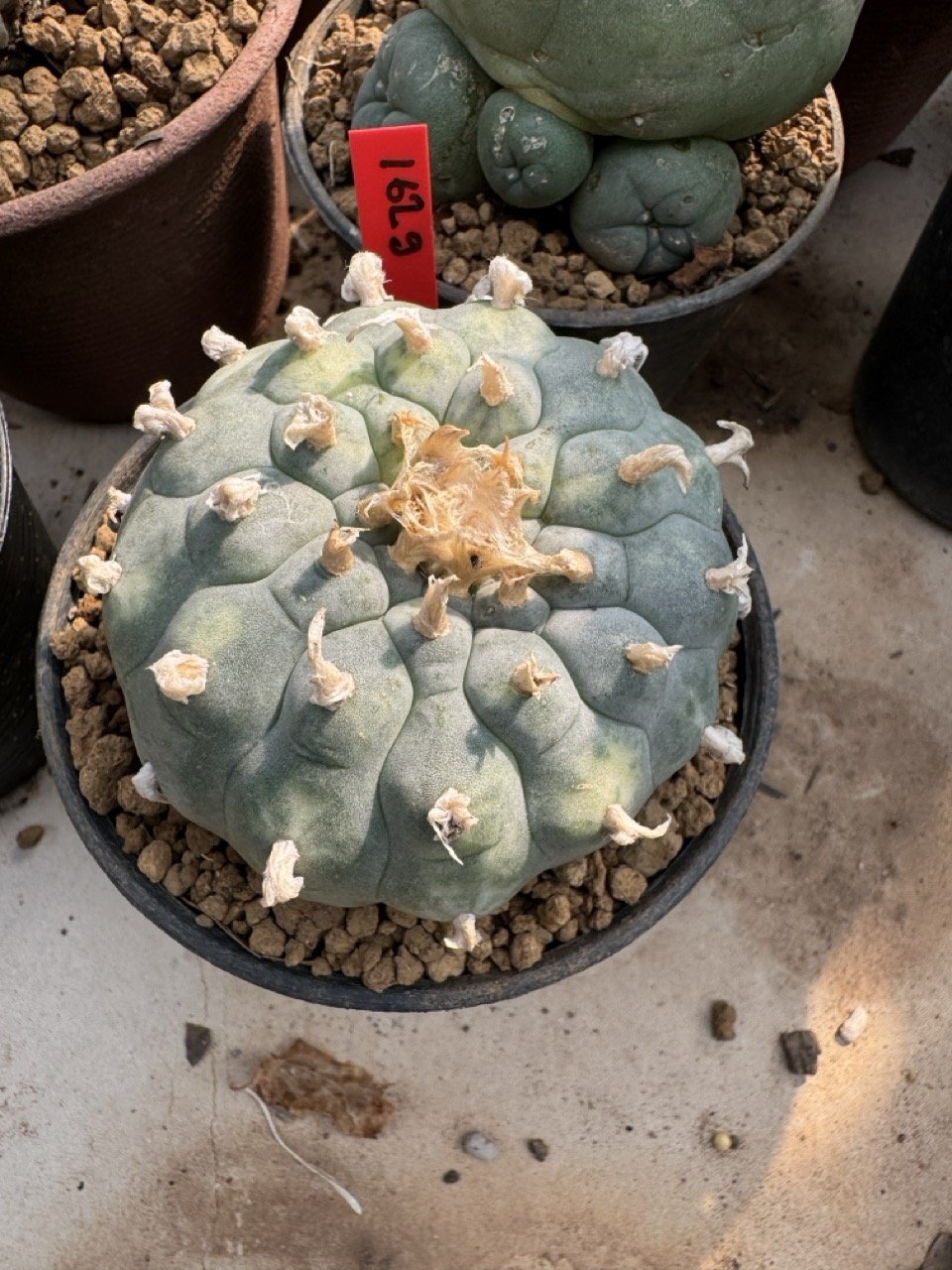 Lophophora Williamsii Variegata 7-8 cm