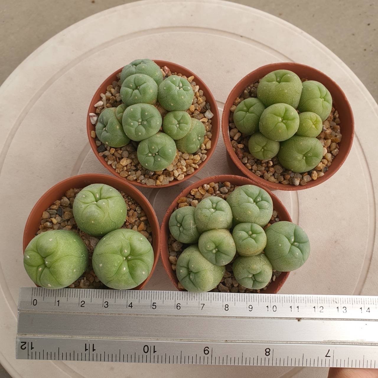 Lophophora Fricii 5-6 cm
