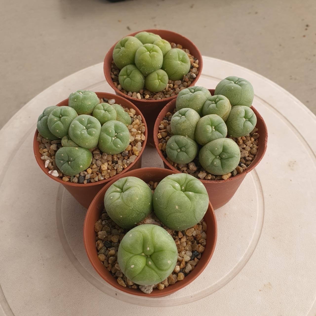Lophophora Fricii 5-6 cm