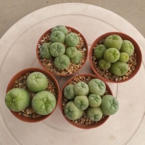 Lophophora Fricii 5-6 cm