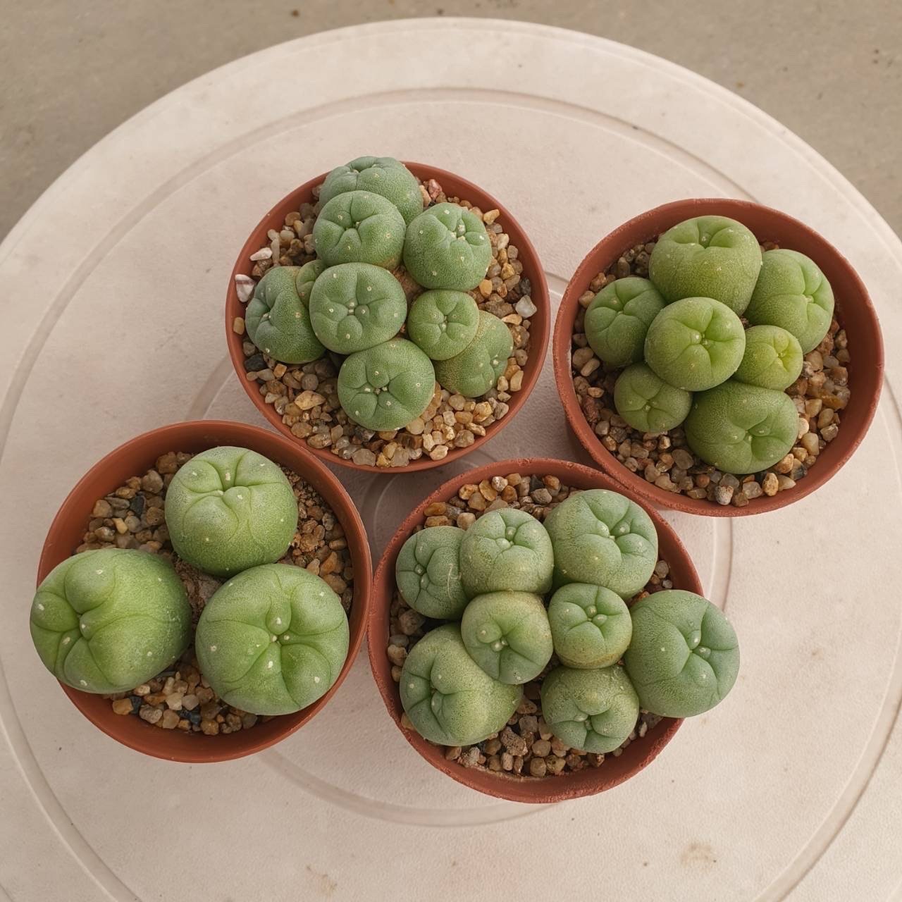 Lophophora Fricii 5-6 cm