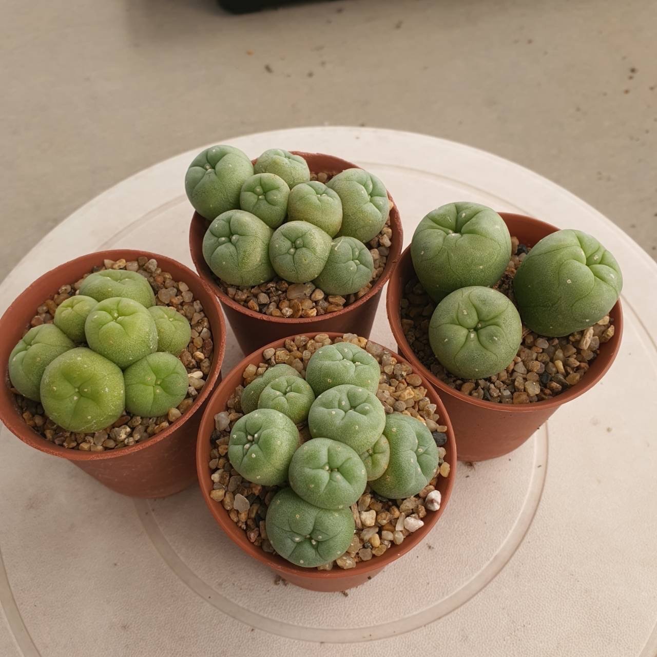 Lophophora Fricii 5-6 cm
