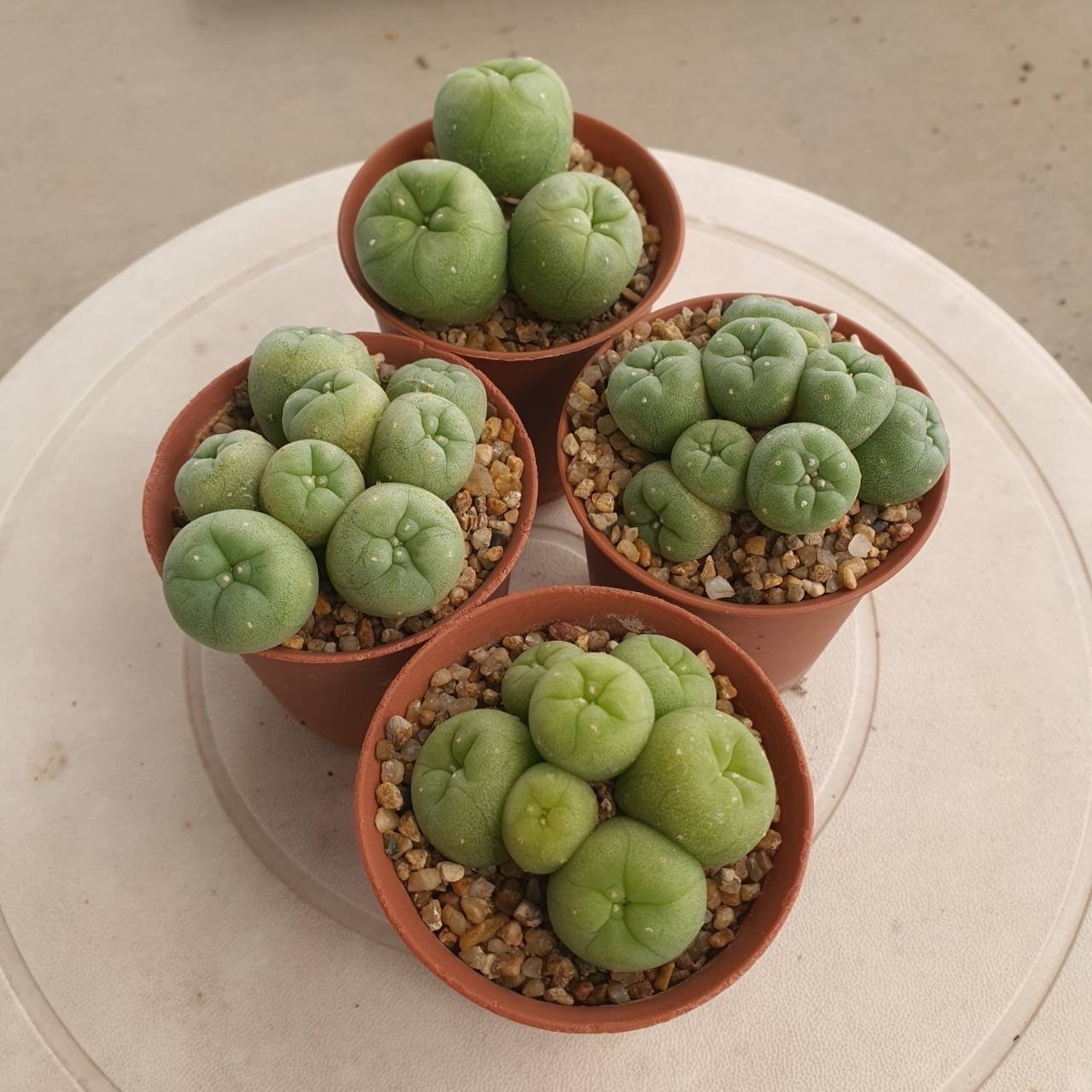 Lophophora Fricii 5-6 cm