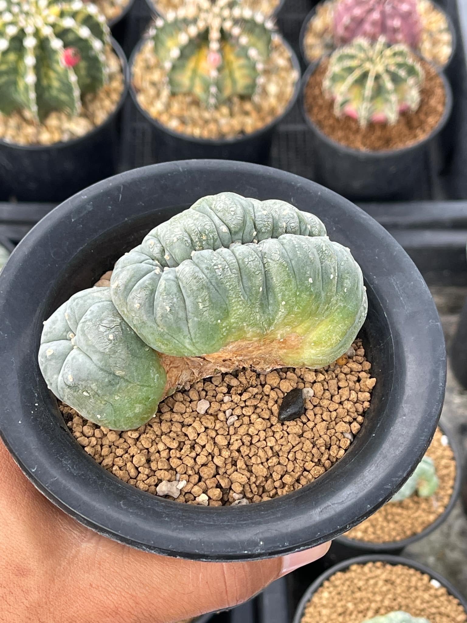 Lophophora Williamsii Cristata 11-12 cm