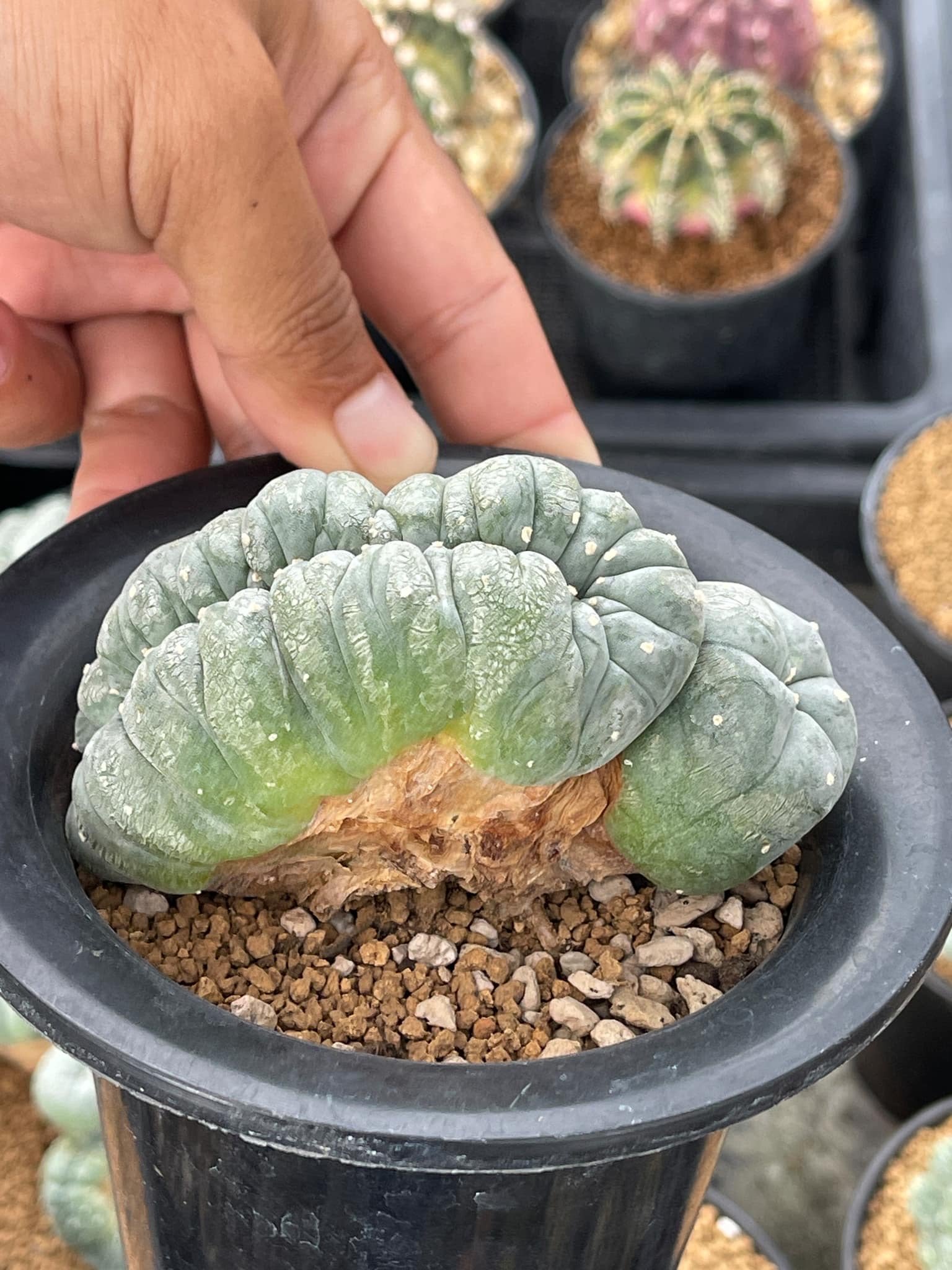 Lophophora Williamsii Cristata 11-12 cm