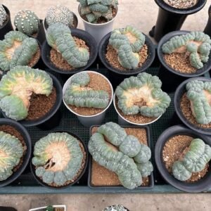 Lophophora Williamsii Cristata 11-12 cm