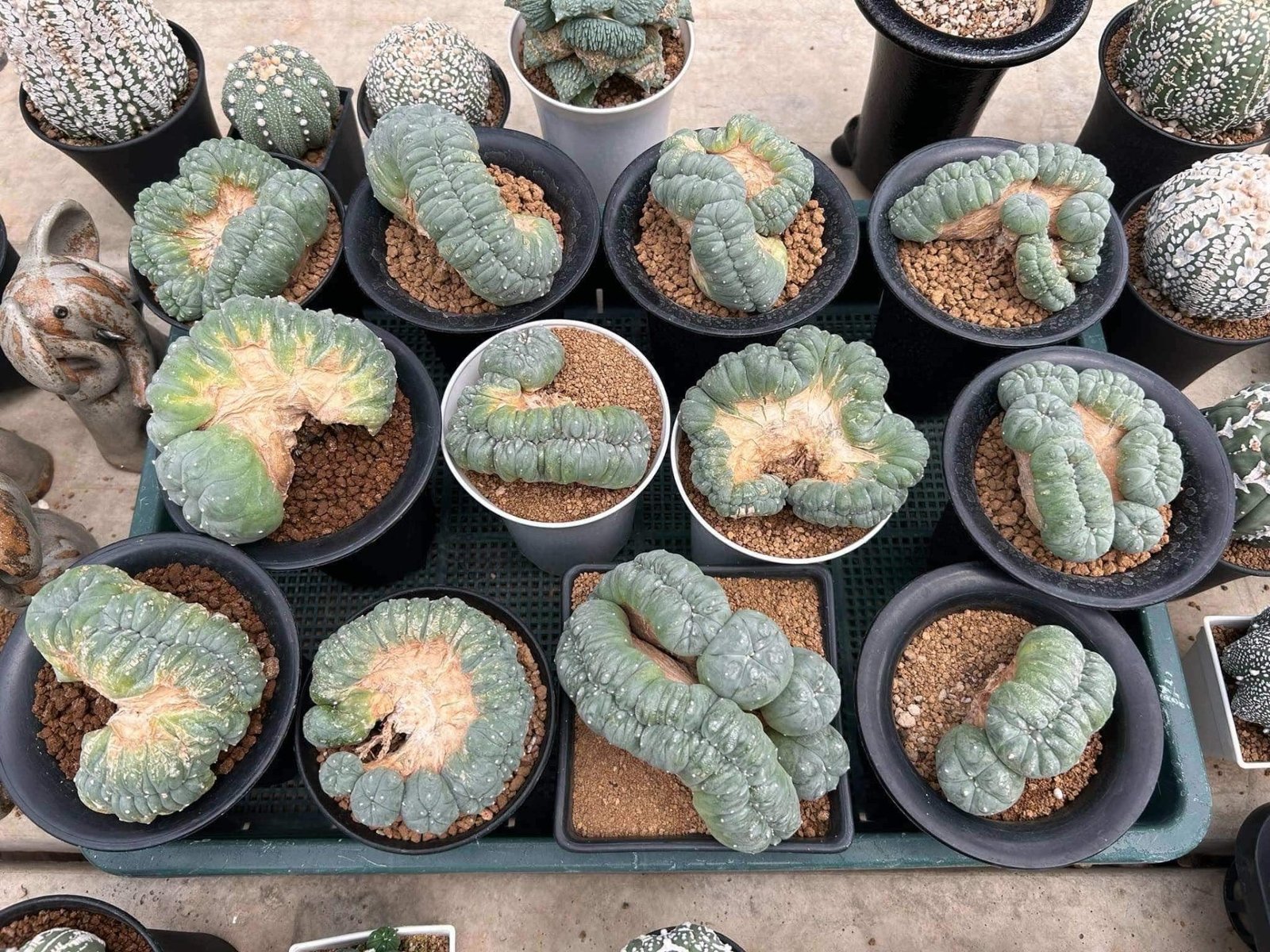 Lophophora Williamsii Cristata 11-12 cm