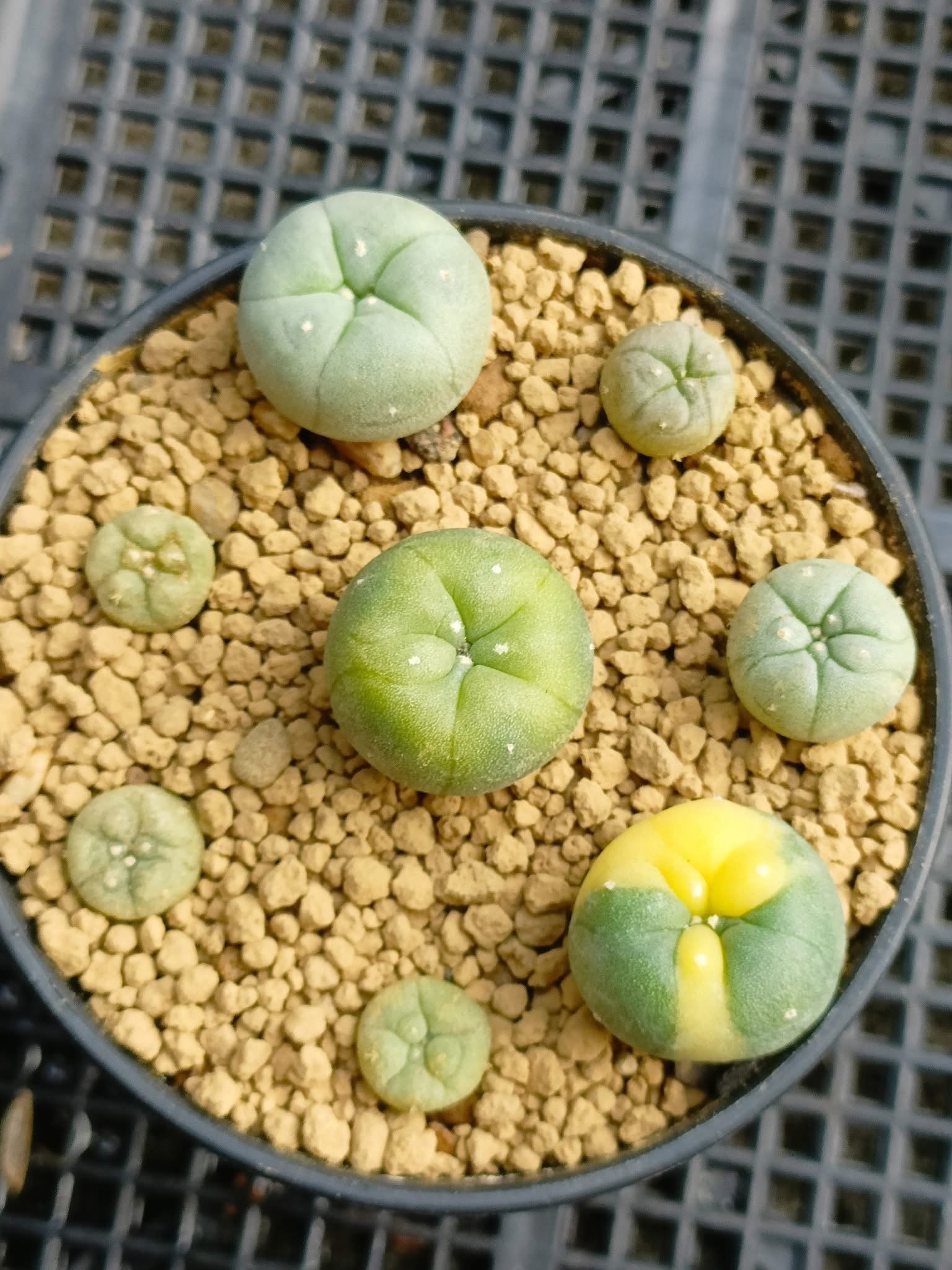 Lophophora Williamsii Variegata 3-4 cm