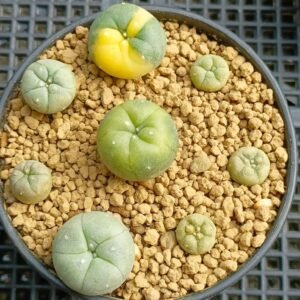 Lophophora Williamsii Variegata 3-4 cm