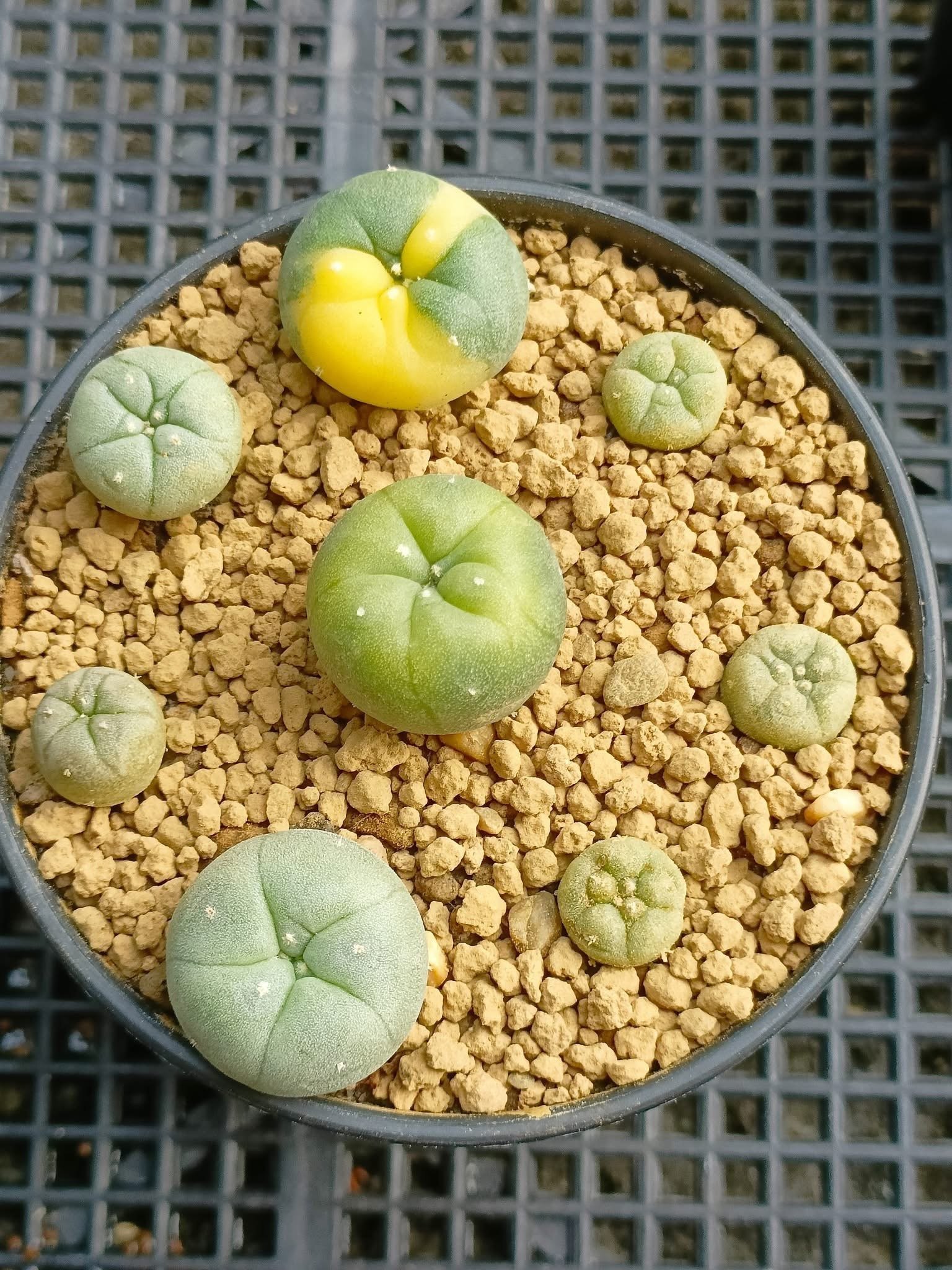 Lophophora Williamsii Variegata 3-4 cm