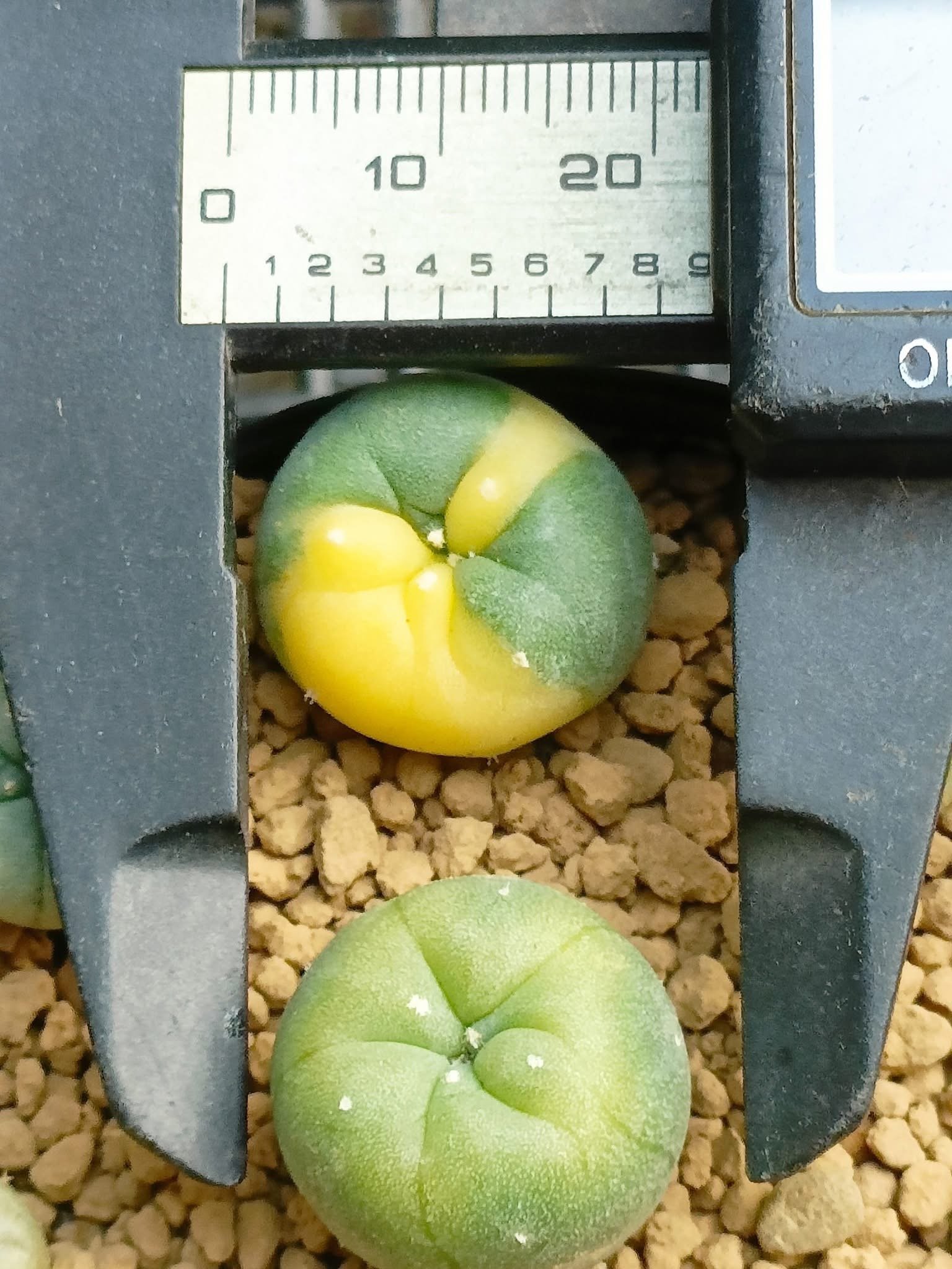 Lophophora Williamsii Variegata 3-4 cm