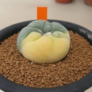 Lophophora Fricii Variegata 5-6 cm