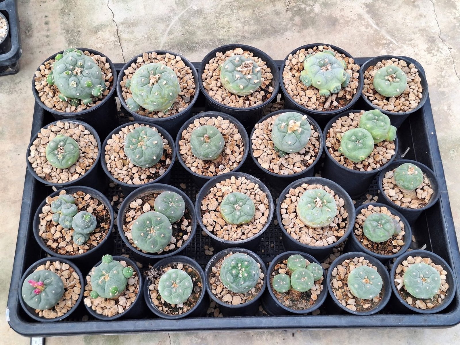 23x Lophophora hybrid 3-4 cm