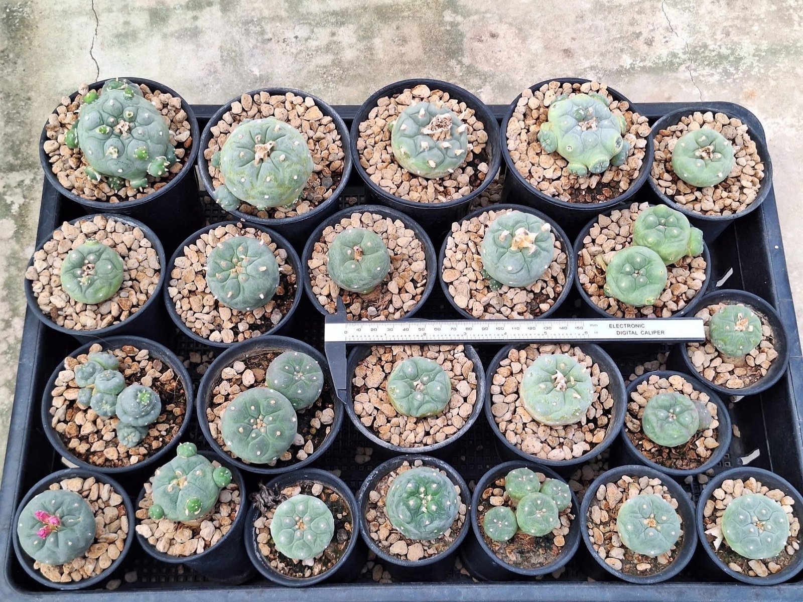 23x Lophophora hybrid 3-4 cm
