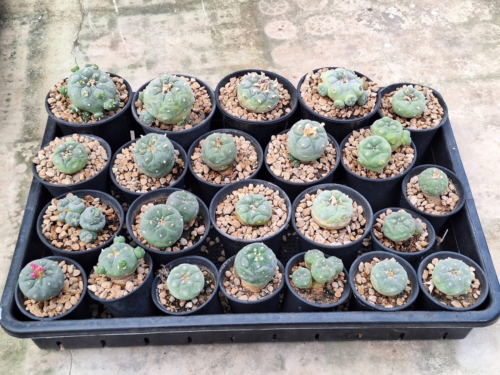 23x Lophophora hybrid 3-4 cm