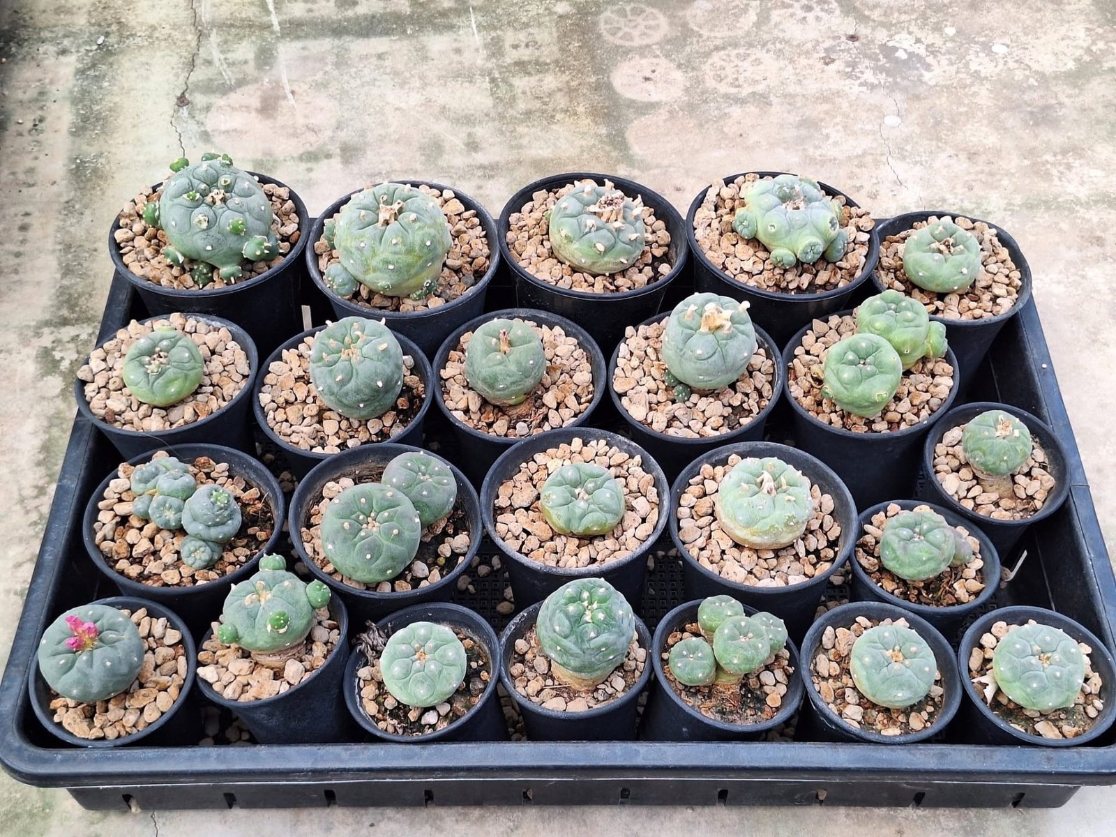 23x Lophophora hybrid 3-4 cm