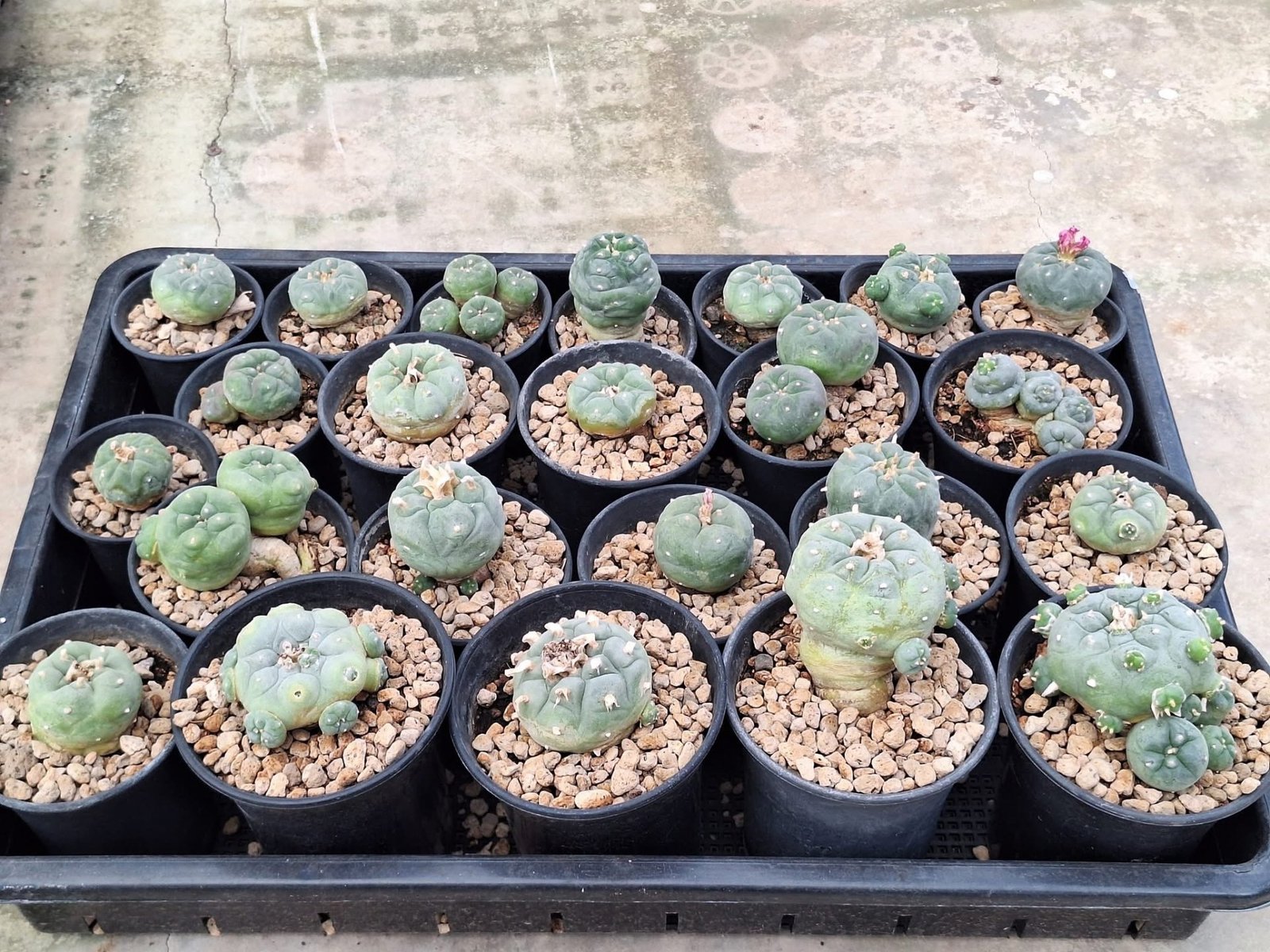 23x Lophophora hybrid 3-4 cm