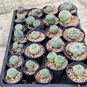 23x Lophophora hybrid 3-4 cm