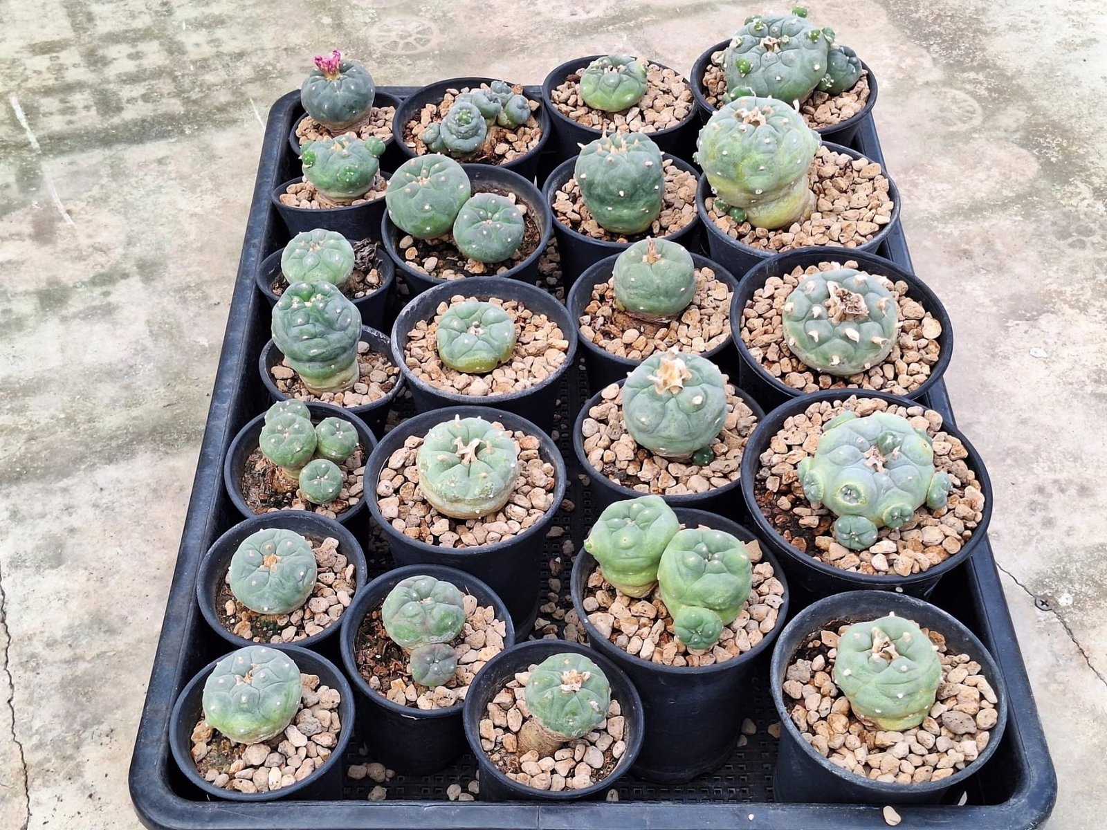 23x Lophophora hybrid 3-4 cm