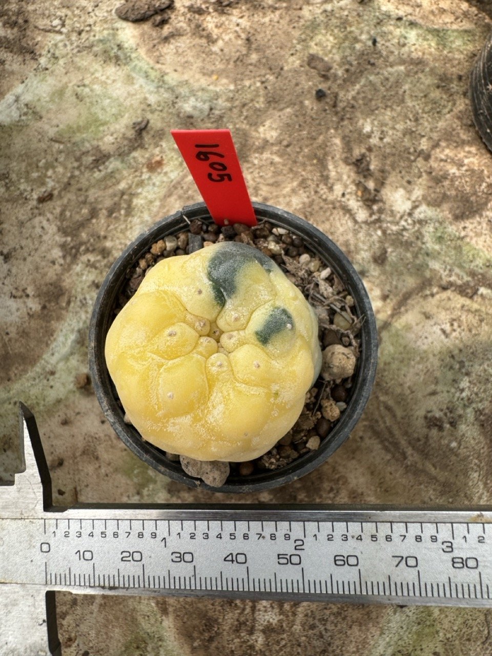 Lophophora Williamsii Variegata 5-6 cm