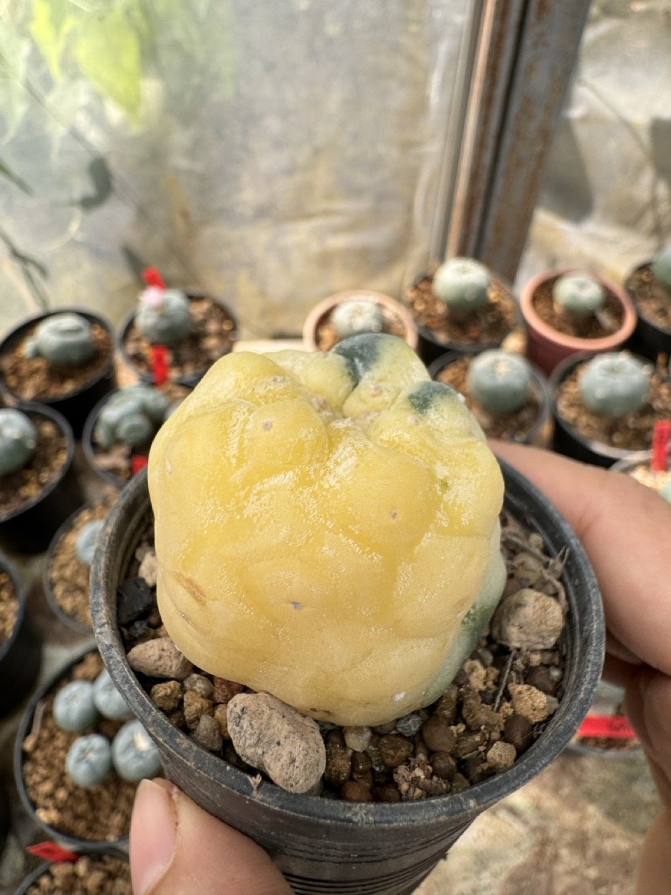 Lophophora Williamsii Variegata 5-6 cm