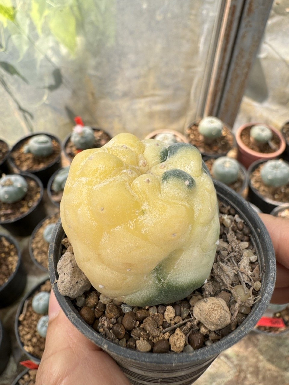 Lophophora Williamsii Variegata 5-6 cm