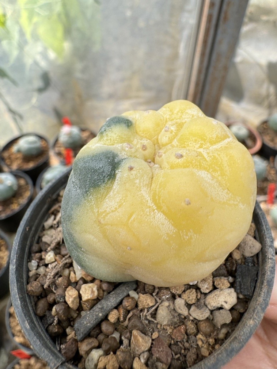 Lophophora Williamsii Variegata 5-6 cm