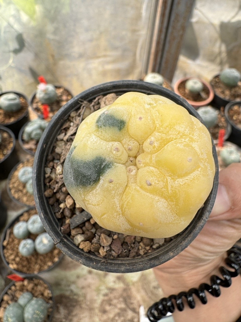 Lophophora Williamsii Variegata 5-6 cm