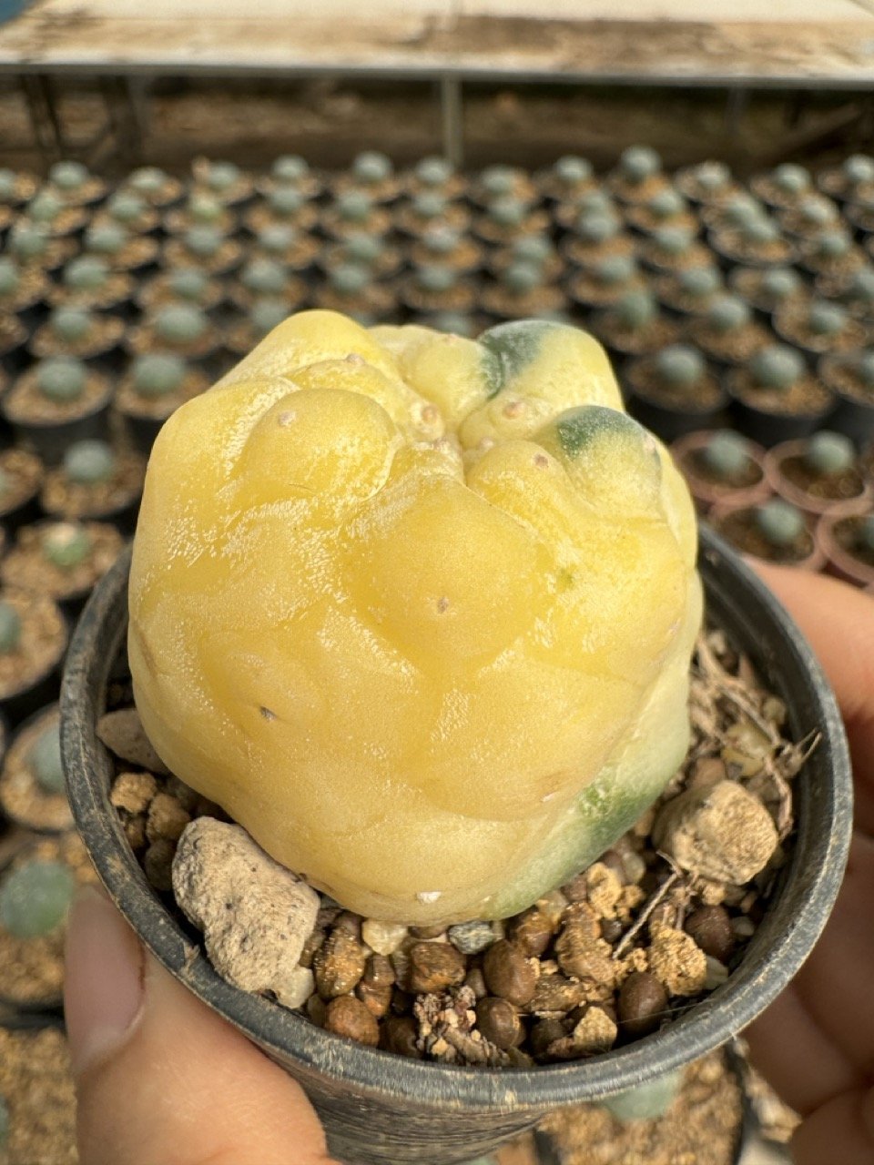 Lophophora Williamsii Variegata 5-6 cm
