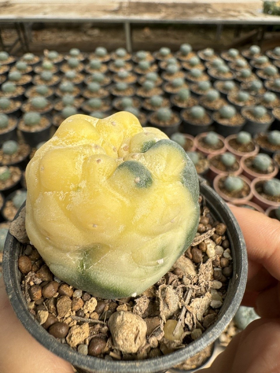 Lophophora Williamsii Variegata 5-6 cm