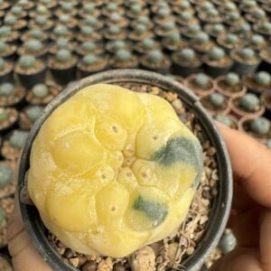 Lophophora Williamsii Variegata 5-6 cm