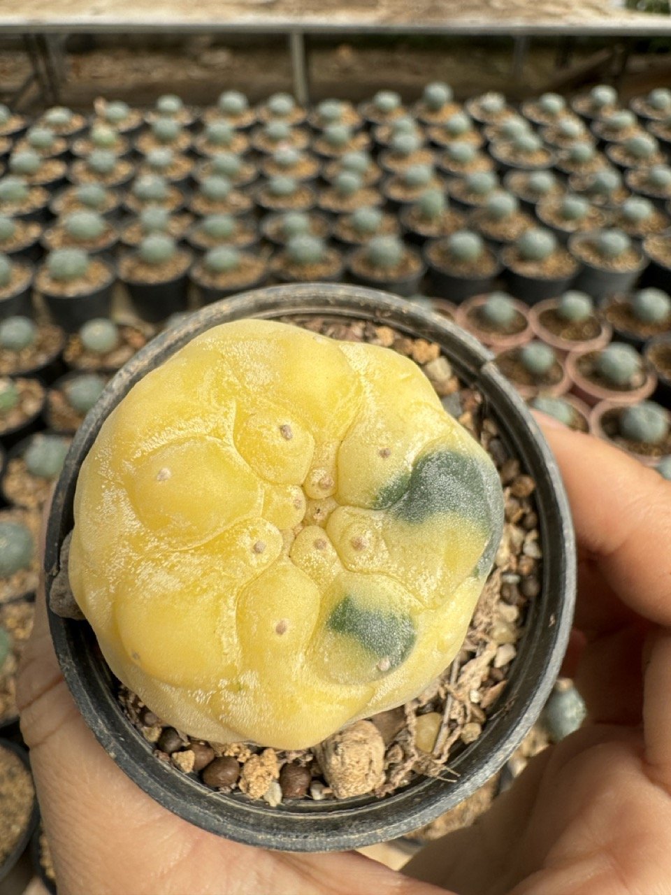 Lophophora Williamsii Variegata 5-6 cm