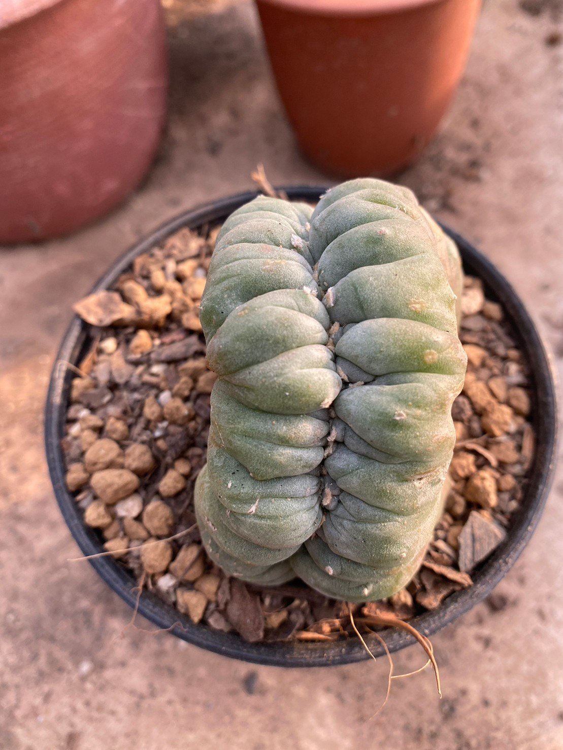 Lophophora Williamsii Cristata 10 cm