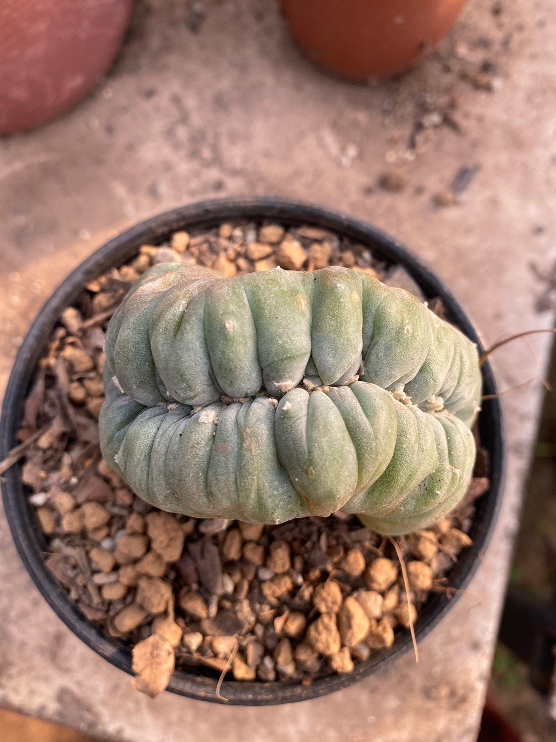 Lophophora Williamsii Cristata 10 cm